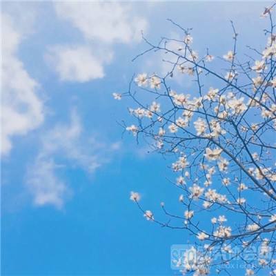 偶像恋人无限金币版下载
